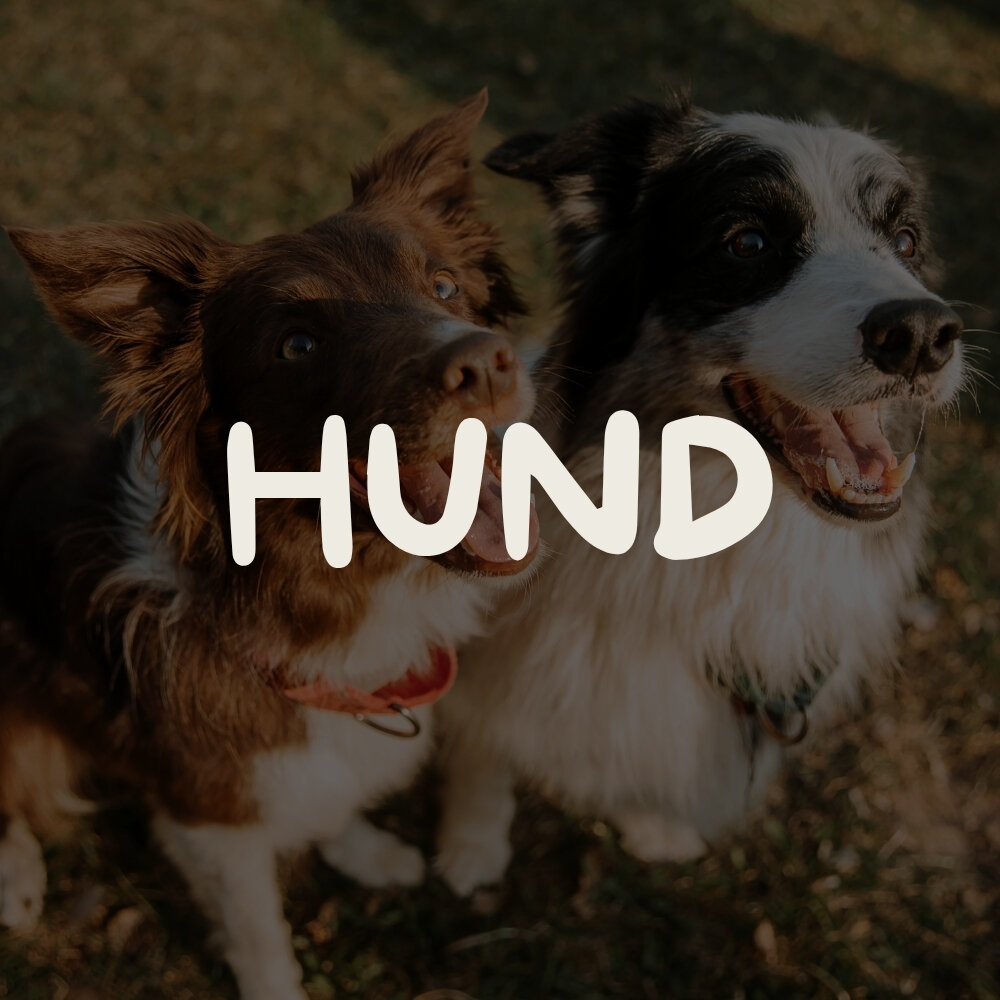 Freundliche schauende Hunde