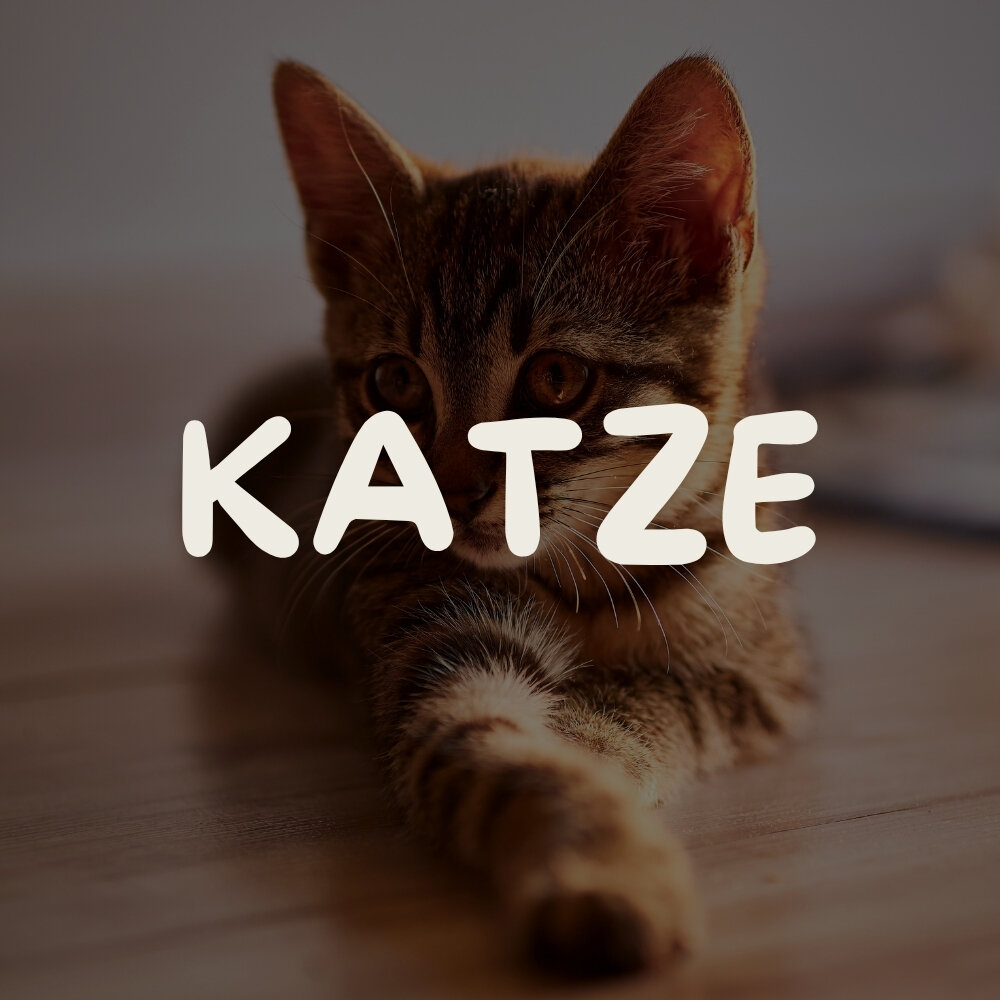 Liegende kleine Katze