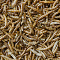 Mehlwürmer getrocknet 5 kg – 100% natürlich, ohne Zusatzstoffe