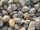 Zierkies Jütlandkiesel 1 kg 200-500 mm