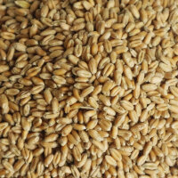Futterweizen 30 x 25 kg Einzelfuttermittel für Tiere