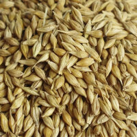 Futtergerste 30 x 25 kg – Einzelfuttermittel...