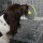 EBI Dreh- und Leckball – Multifunktionales Hundespielzeug für Beschäftigung und langsames Fressen