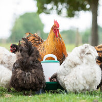 OLBA Geflügelfutterautomat 6 kg | Flexibel und robust für Stall und Küken