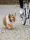 TRIXIE Biker-Set für kleine und mittelgroße Hunde