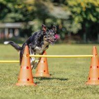 TRIXIE Pylonen-Hindernis-Set für Hunde