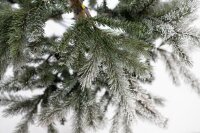 EVERGREEN Künstlicher Weihnachtsbaum Cedar Frost Kiefer, 114x114x210cm