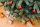 EVERGREEN Künstlicher Weihnachtsbaum Vermont Fichte, 160x160x240cm