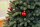 EVERGREEN Künstlicher Weihnachtsbaum Vermont Fichte, 160x160x240cm